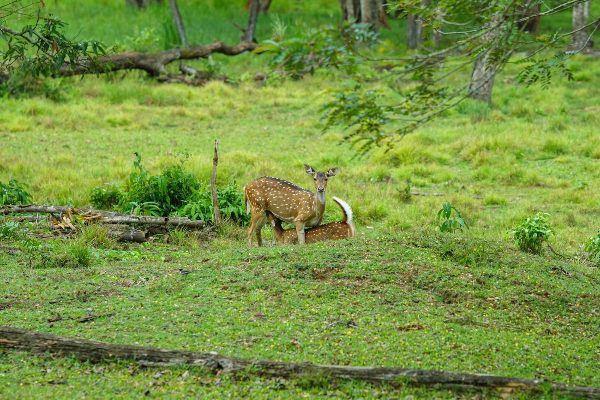Kuruva Island Resort And Spa - By Kabini Breeze, Wayanad Mananthavady Zewnętrze zdjęcie